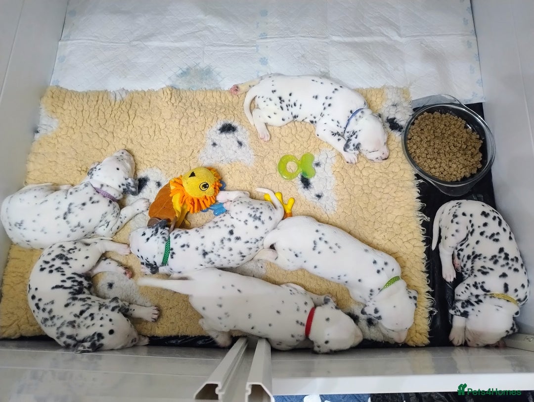 Dalmatian dogs for sale: Show Line LUA KC Dalmatian Puppies - Licensed - Advert 8