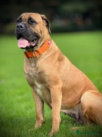 Cane Corso dogs - Advert 1