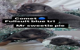 English Bulldog dogs for sale: 11 wonderful healthy happy bulldog babies  - Advert 8