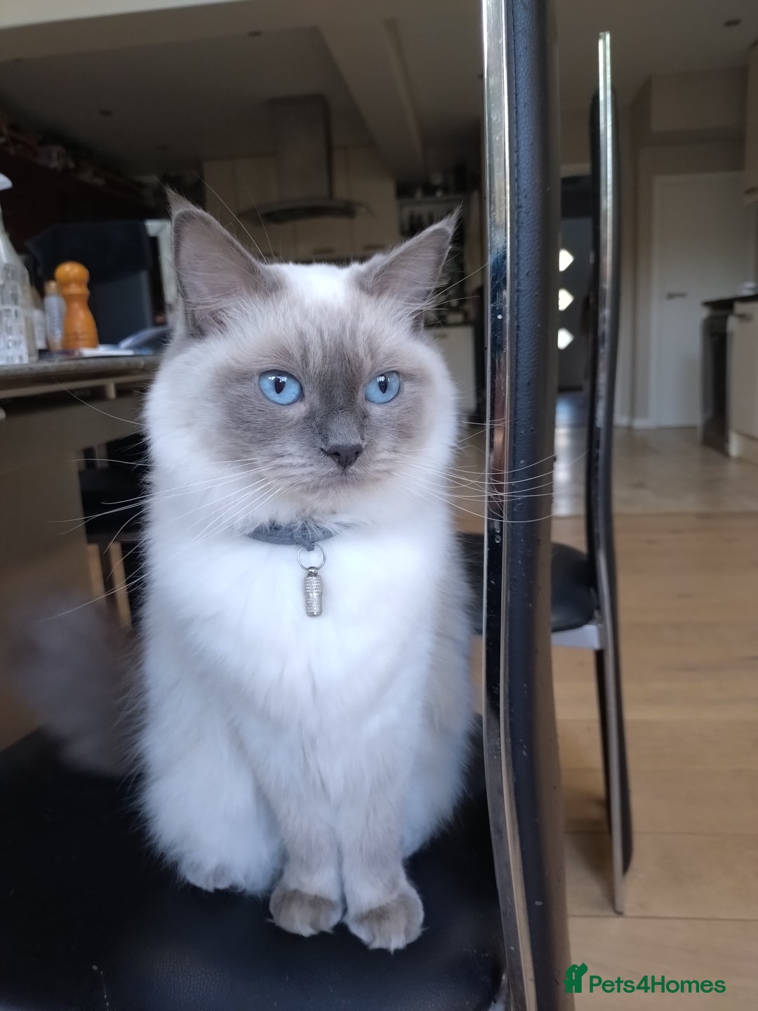 Ragdoll cats for sale: Blue point purebred ragdoll girl  - Image 24