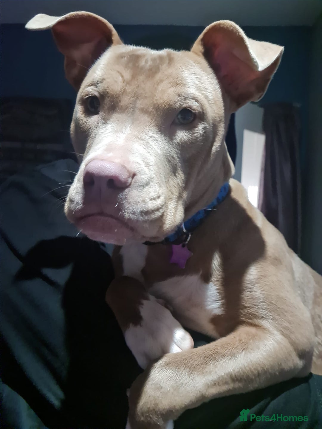 Mixed Breed dogs for sale: Beautiful litter of labrastaffs/staffadors - Image 4