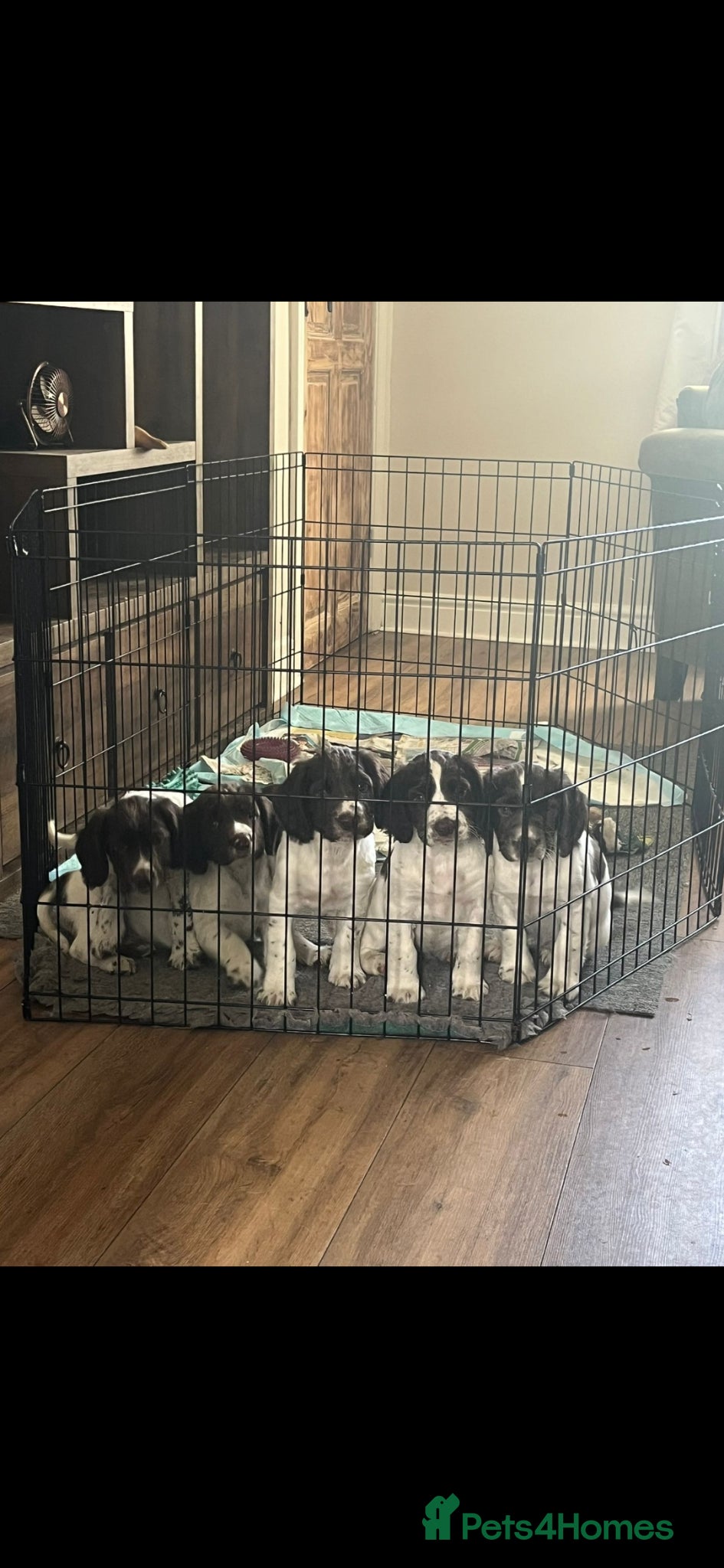 English Springer Spaniel dogs Johnston  - Advert 1