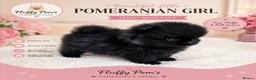 Pomeranian dogs for sale: Dior 🖤👑 - Advert 5