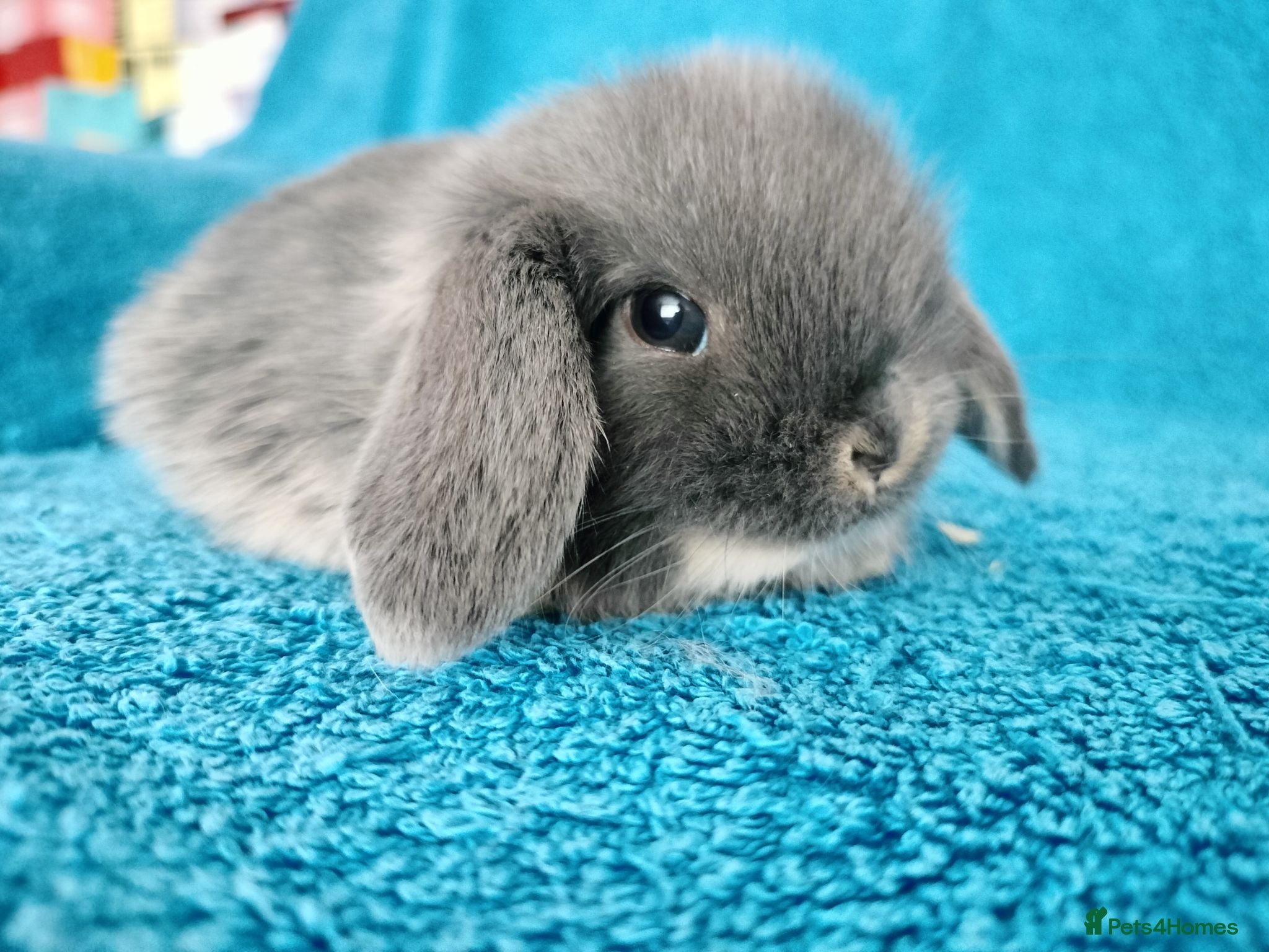 Mini Lop rabbits Baby mini lop rabbits for sale  - Advert 1