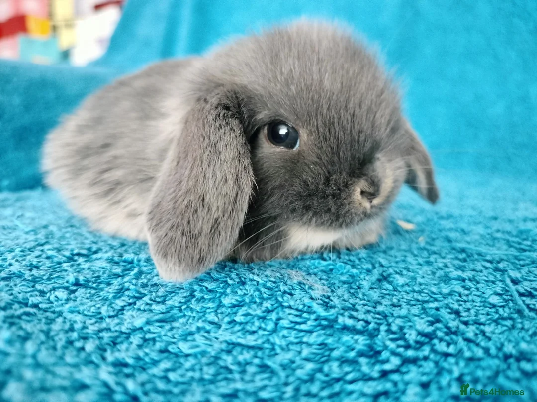 Mini Lop rabbits for sale: Baby mini lop rabbits for sale  - Advert 1
