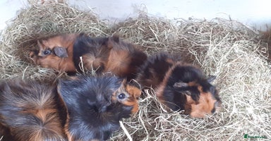 Guinea Pig rodents - Advert 12