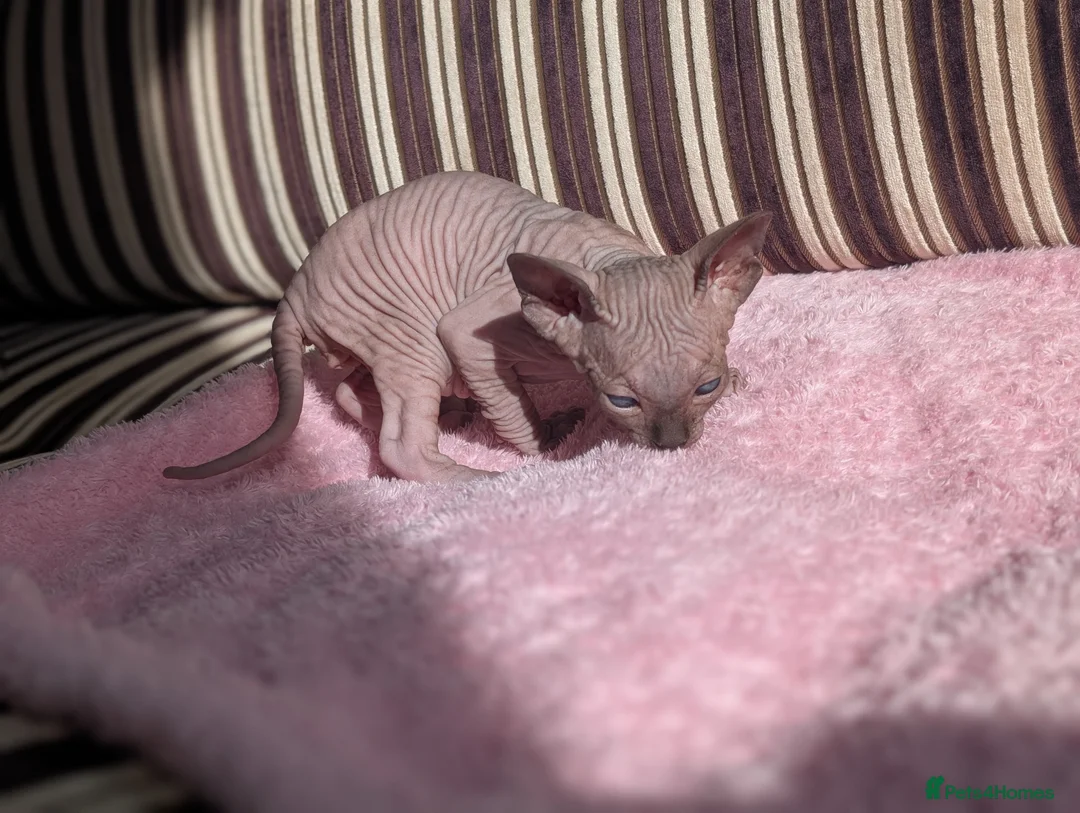 Sphynx cats for sale: Ready for reservation  - Advert 7