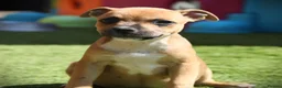 Staffordshire Bull Terrier dogs for sale: Three Red Girls - Advert 7