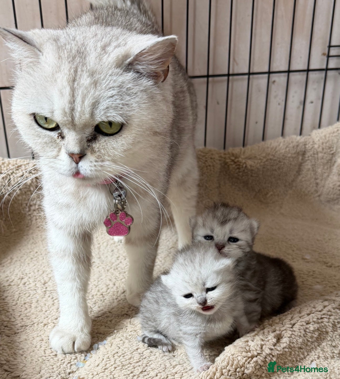 British Shorthair cats 2 pedigree silver British shorthair kittens  - Advert 2