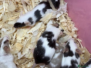 Mouse rodents - Advert 1