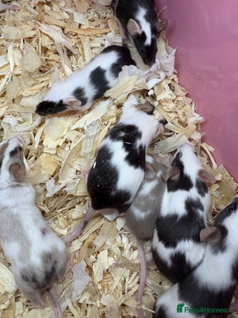 Mouse rodents - Advert 1