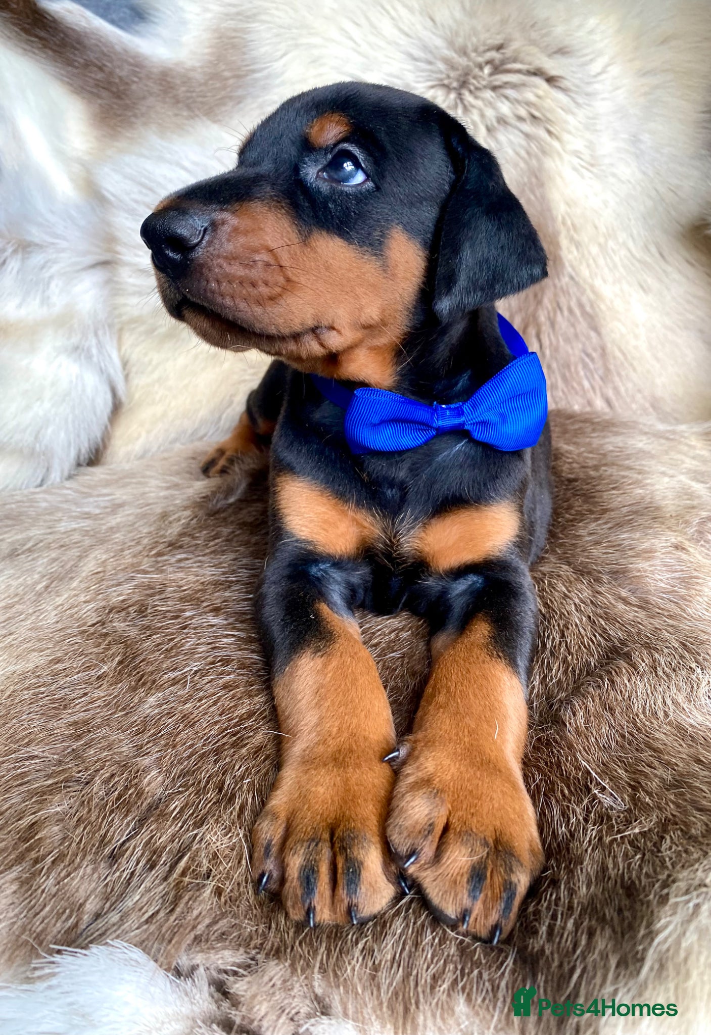 Dobermann dogs for sale: *KC REGISTERED* HEALTH TESTED DOBERMAN PUPPIES - Advert 11