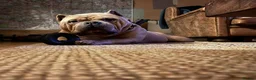 American Bully dogs for sale: Pocket Bully  - Advert 2