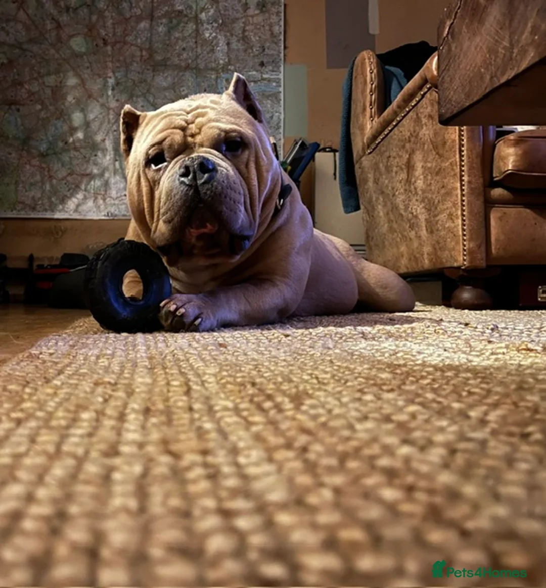 American Bully dogs for sale: Pocket Bully  - Advert 2