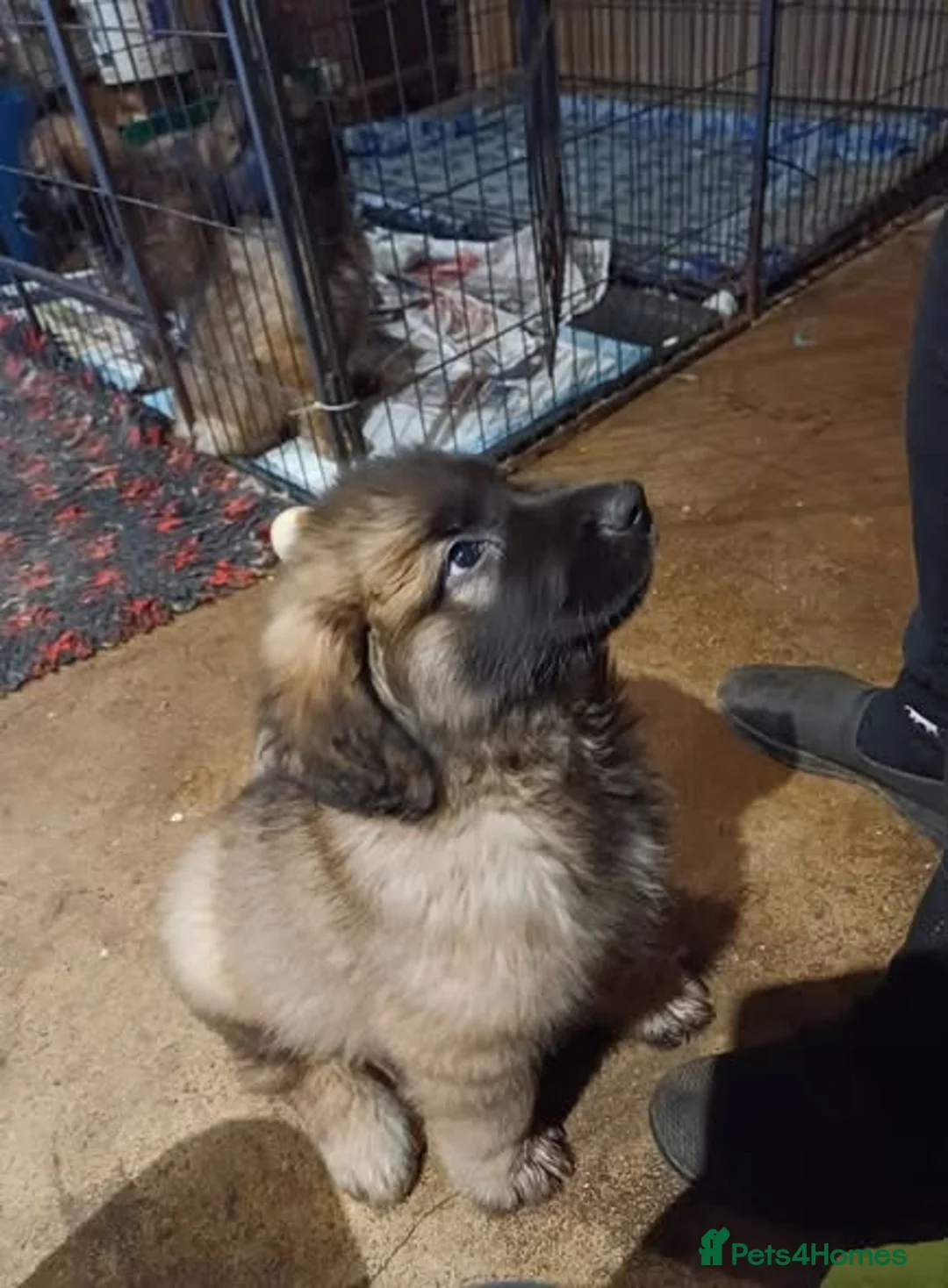 Leonberger dogs for sale: Last 2 Leonberger puppies - Advert 3