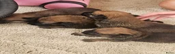 Belgian Shepherd Dog dogs for sale: Outstanding Belgium malinois puppies  - Advert 17