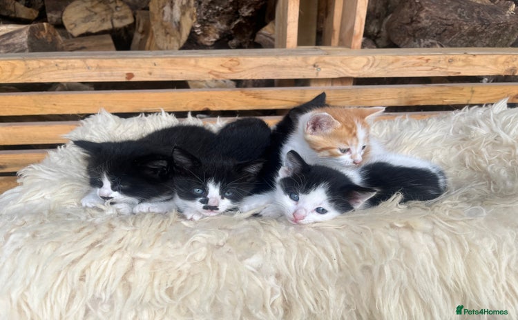 Domestic Shorthair cats - Advert 2