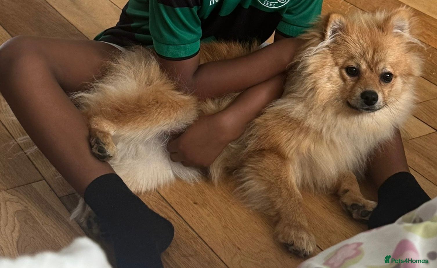 Pomeranian dogs Poderiam for sale - Advert 2