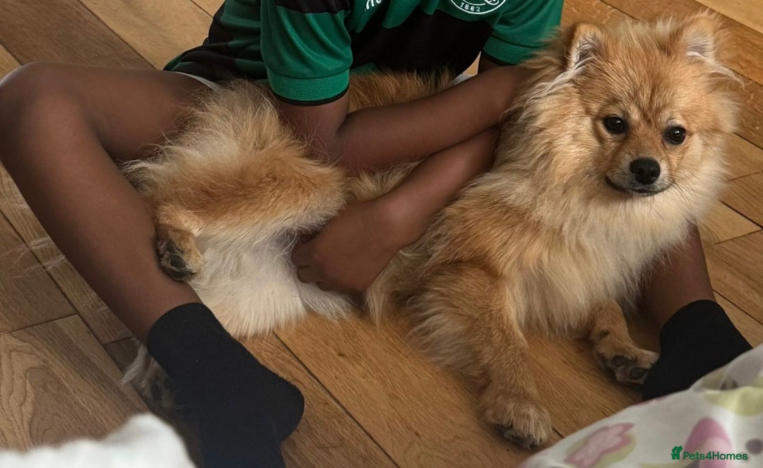 Pomeranian dogs for sale: Poderiam for sale - Advert 1