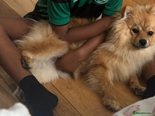 Pomeranian dogs for sale: Poderiam for sale - Advert 1