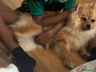 Pomeranian dogs Poderiam for sale - Advert 19