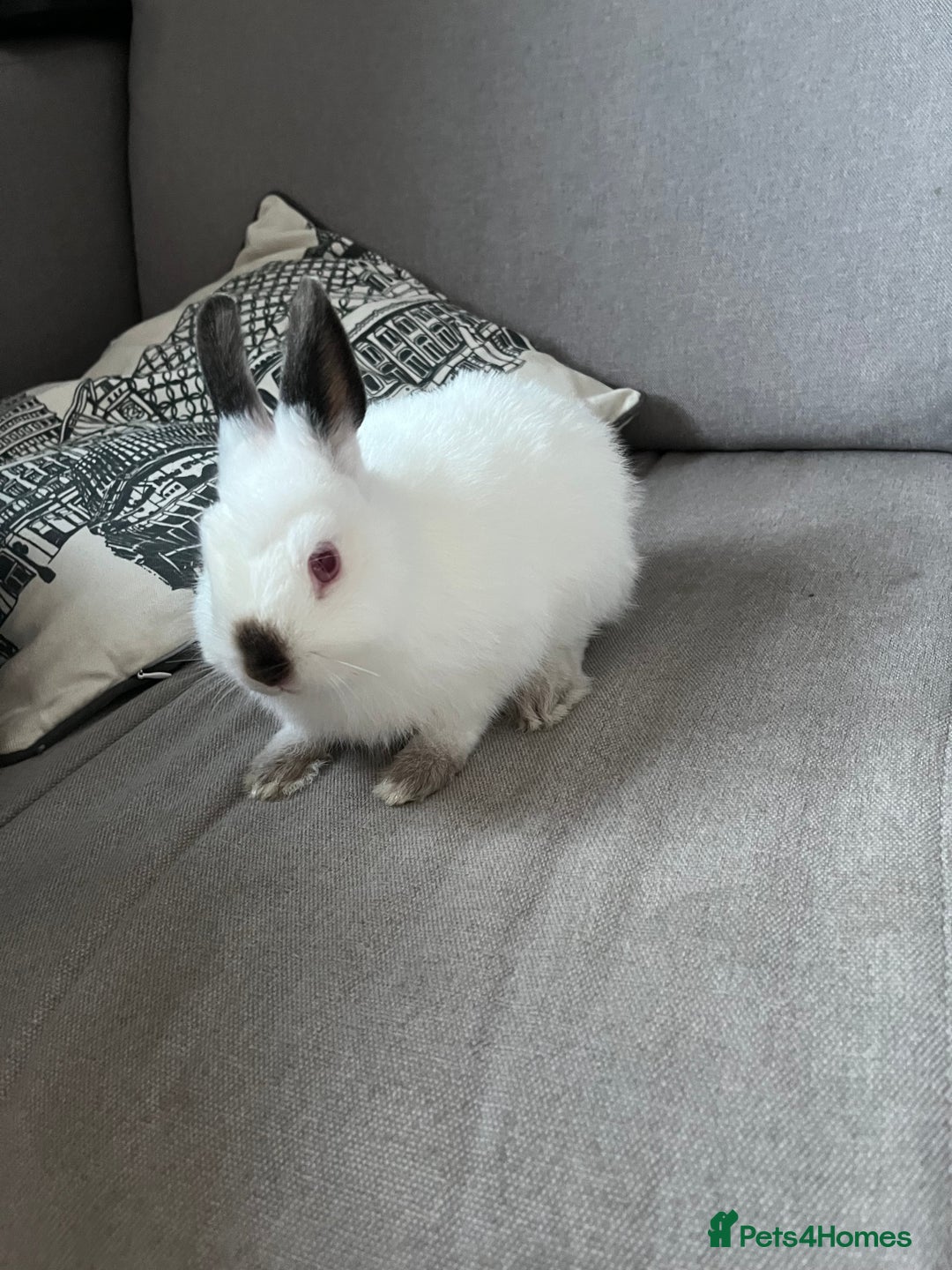 Netherland Dwarf rabbits for sale: 2 Netherlands dwarf bunnies for sale - Advert 5