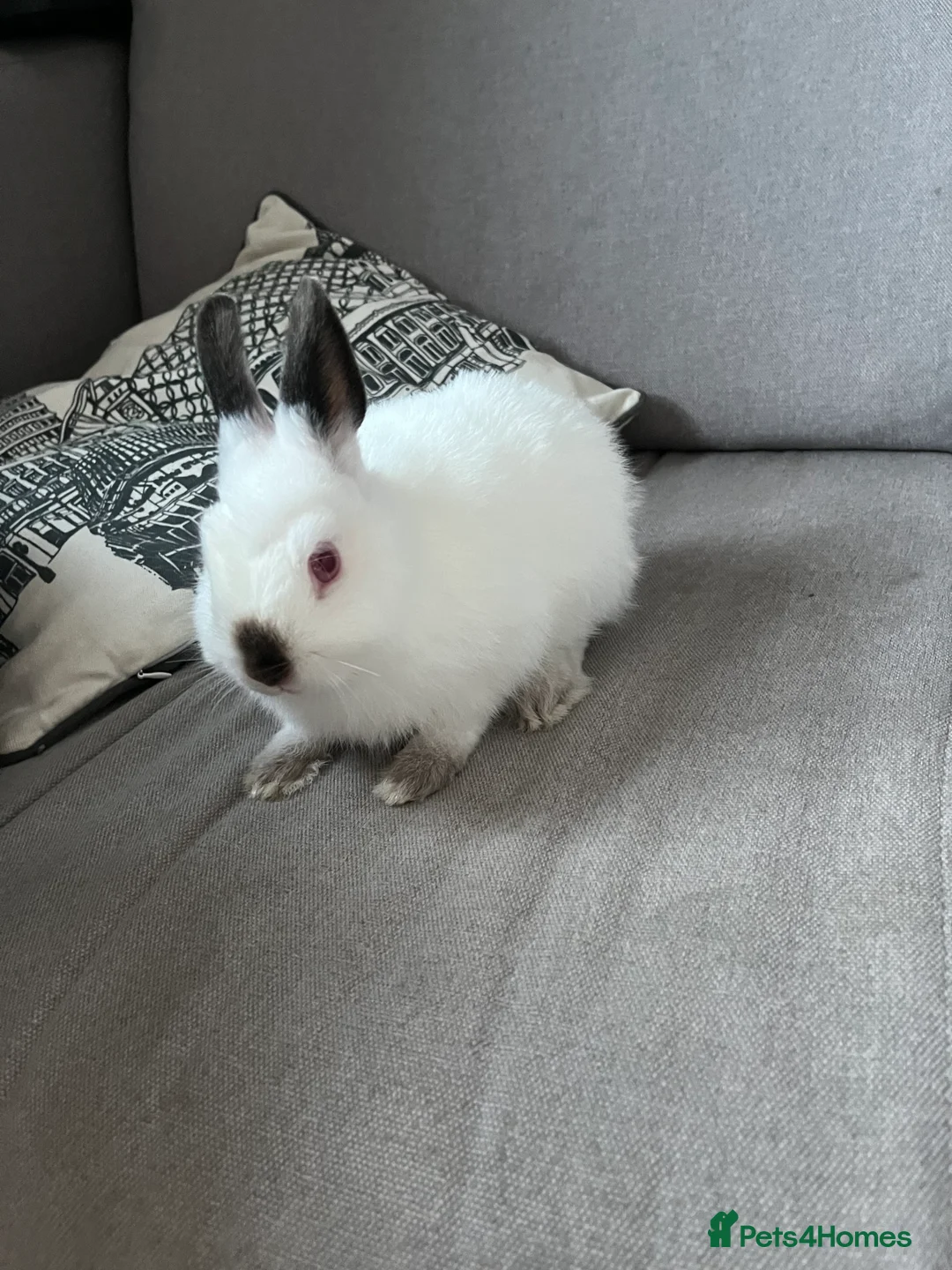 Netherland Dwarf rabbits for sale: 2 Netherlands dwarf bunnies for sale - Advert 5