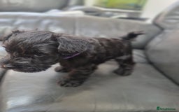 Miniature Schnauzer dogs for sale: Miniature Schnauzer Puppies KC Registered. 5M 2Fm - Image 24