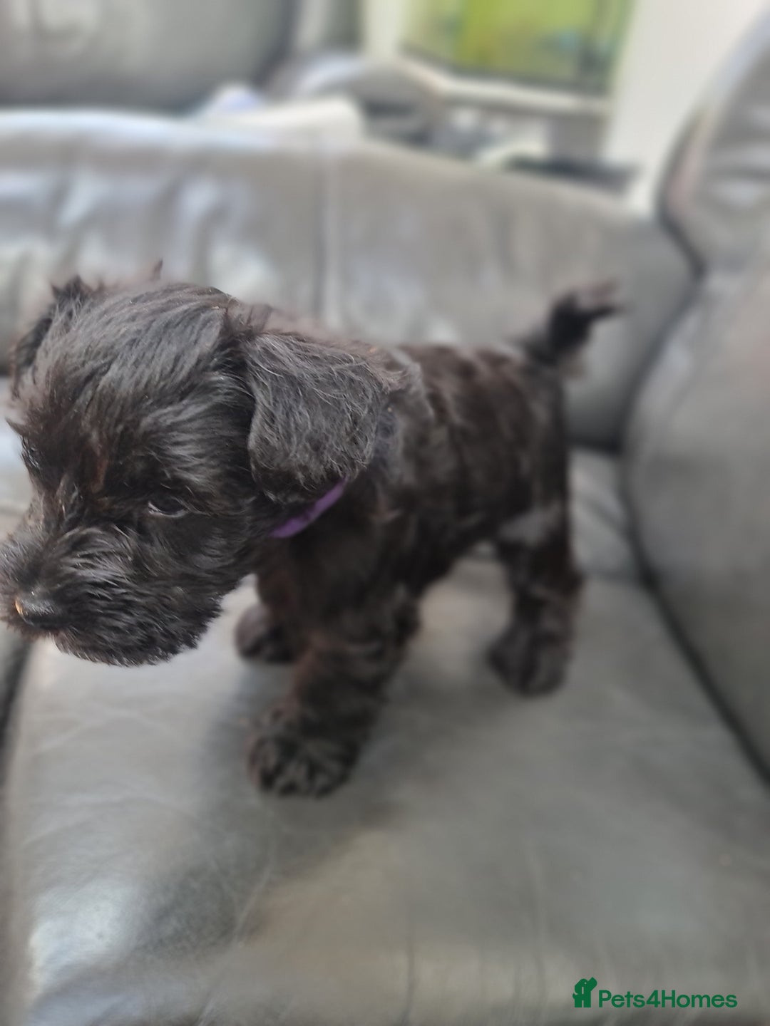 Miniature Schnauzer dogs for sale: Miniature Schnauzer Puppies KC Registered. 5M 2Fm - Image 24