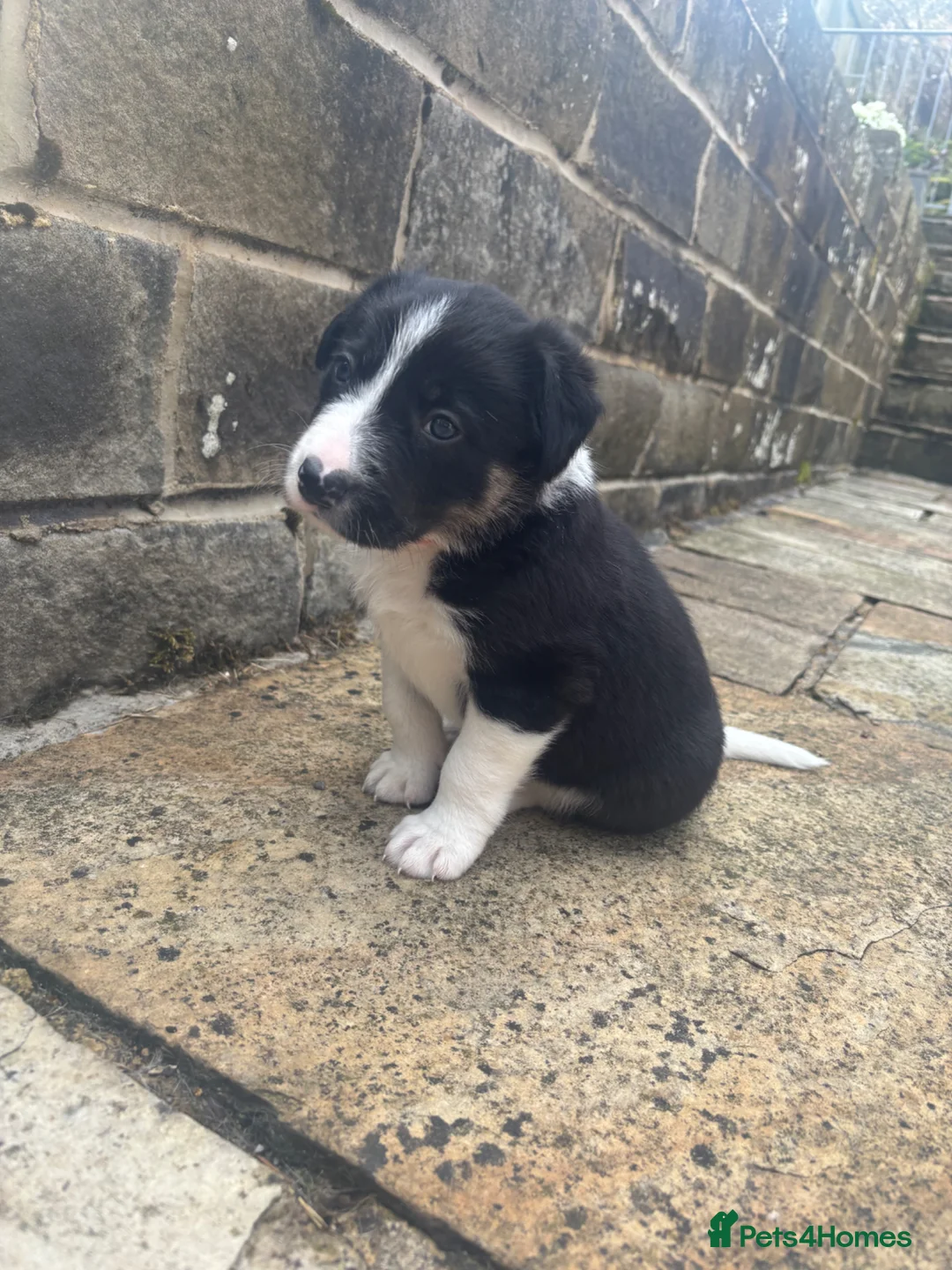 Border Collie dogs for sale: Male border Collie pup  - Advert 1