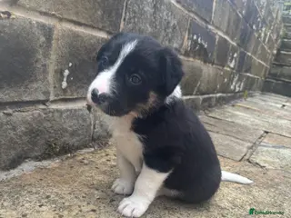 Border Collie dogs Male border Collie pup - Advert 4