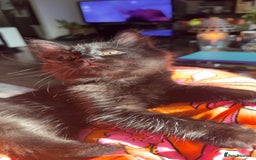 Mixed Breed cats for sale: Beautiful kittens!!!!! READY NOW!!! - Image 8