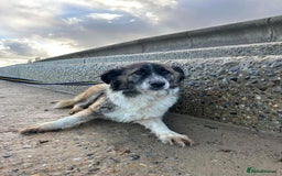 Mixed Breed dogs for adoption: Hilda - Norwich Norfolk  - Image 30
