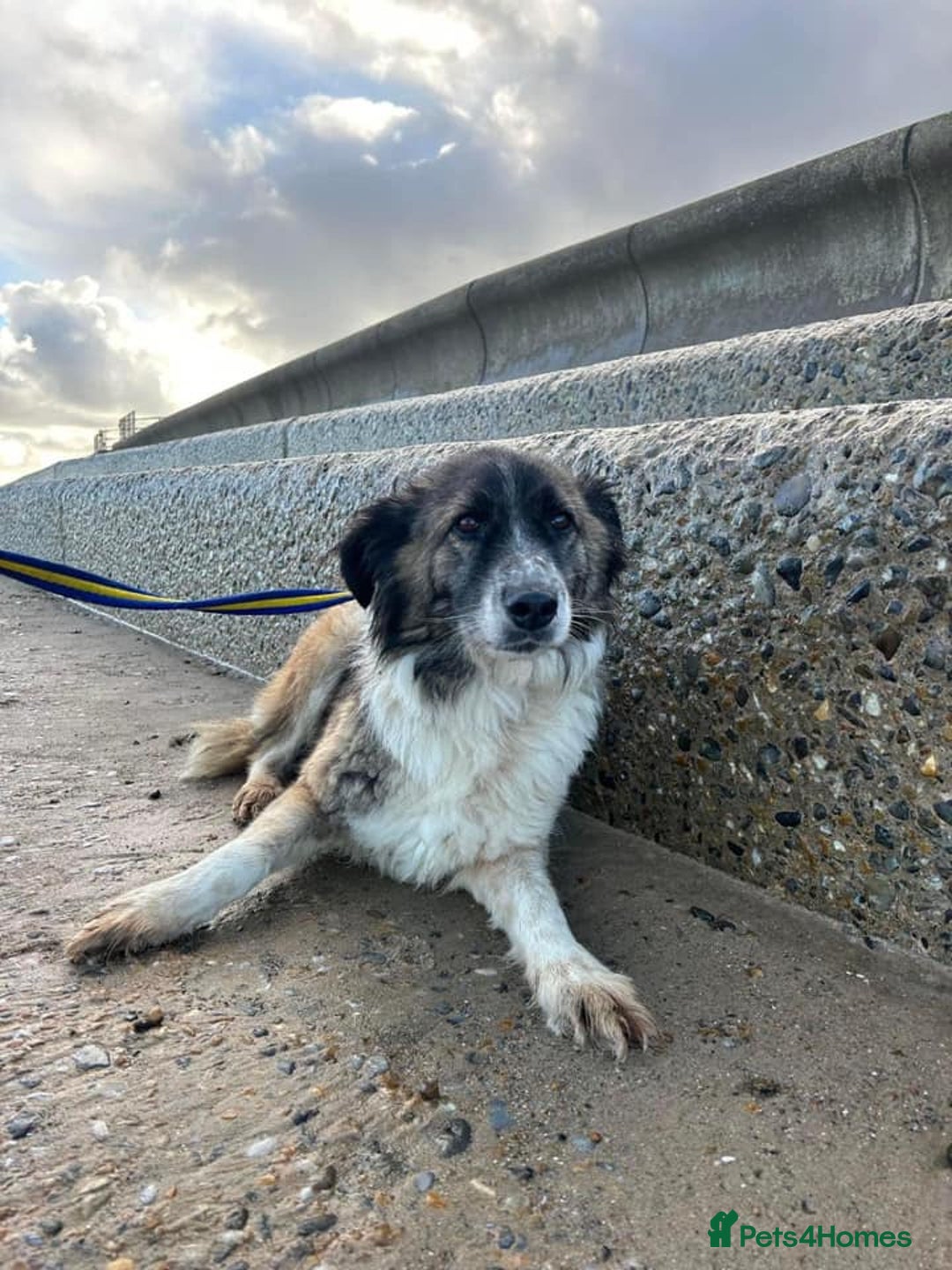 Mixed Breed dogs for adoption: Hilda - Norwich Norfolk  - Image 30