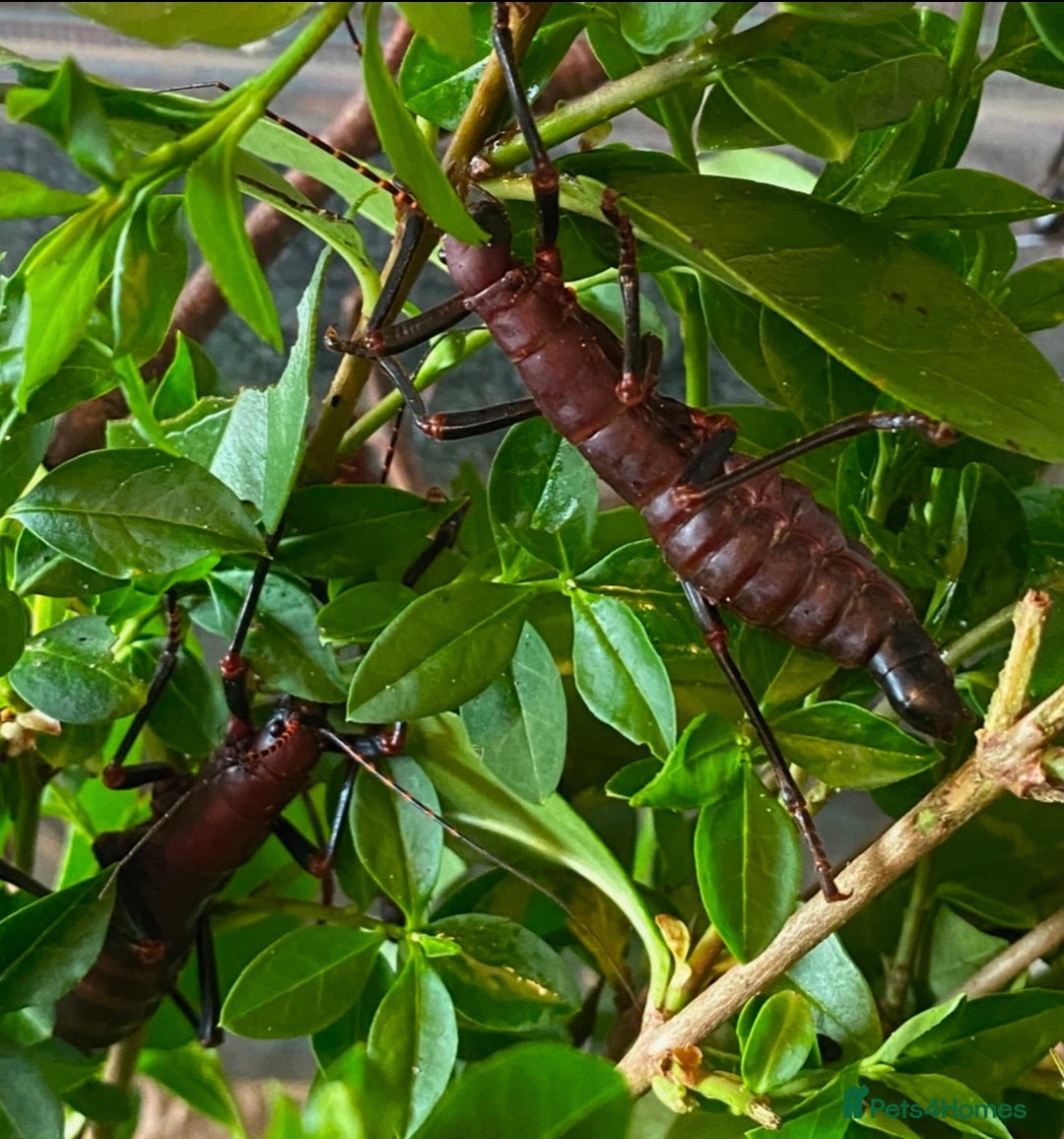 Stick Insects invertebrates for sale: SEE DESC - Various Stick Insect Nymphs and Eggs - Image 5