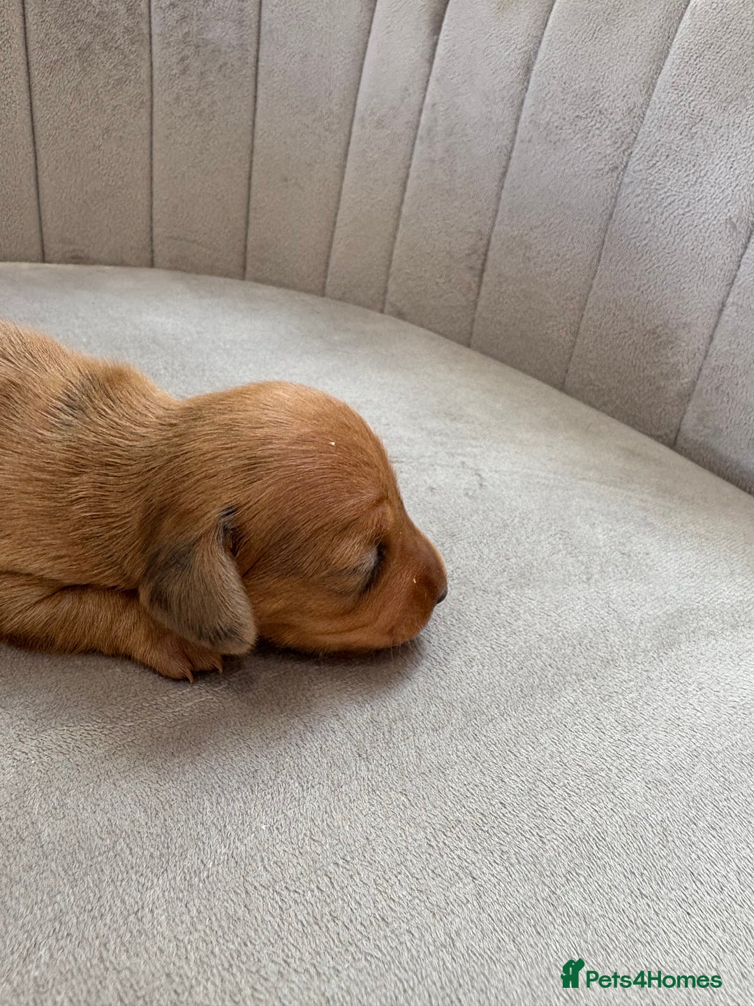 Miniature Dachshund dogs for sale: Gorgeous Long &short haired mini dachshund puppies - Image 27
