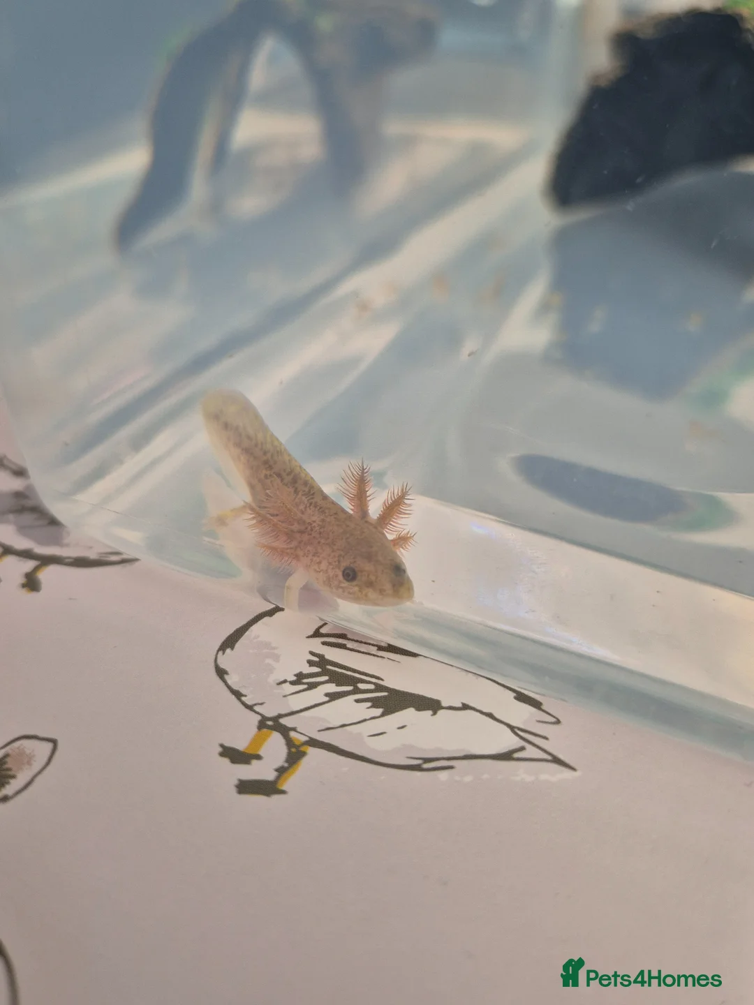 Other/Mixed Breed fish for sale: Axolotl for sale  in Barry - Advert 2