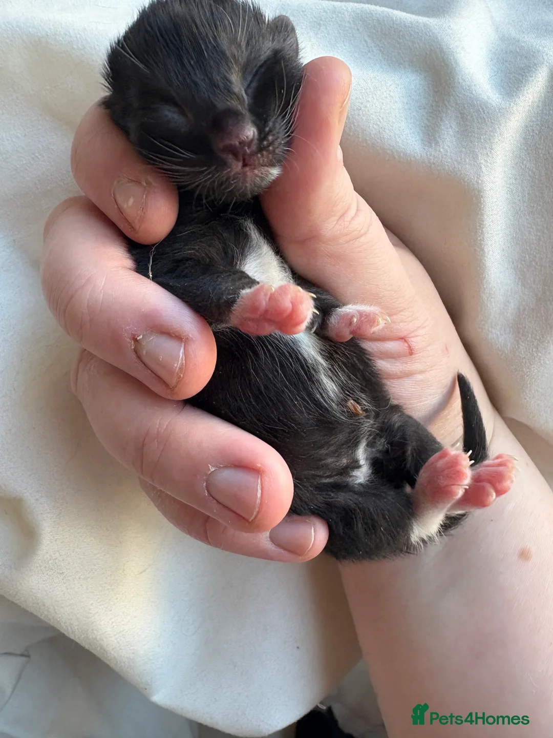 Domestic Shorthair cats for sale: Beautiful mixed breed kittens  in Jarrow - Advert 2