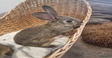 Rex rabbits - Advert 10