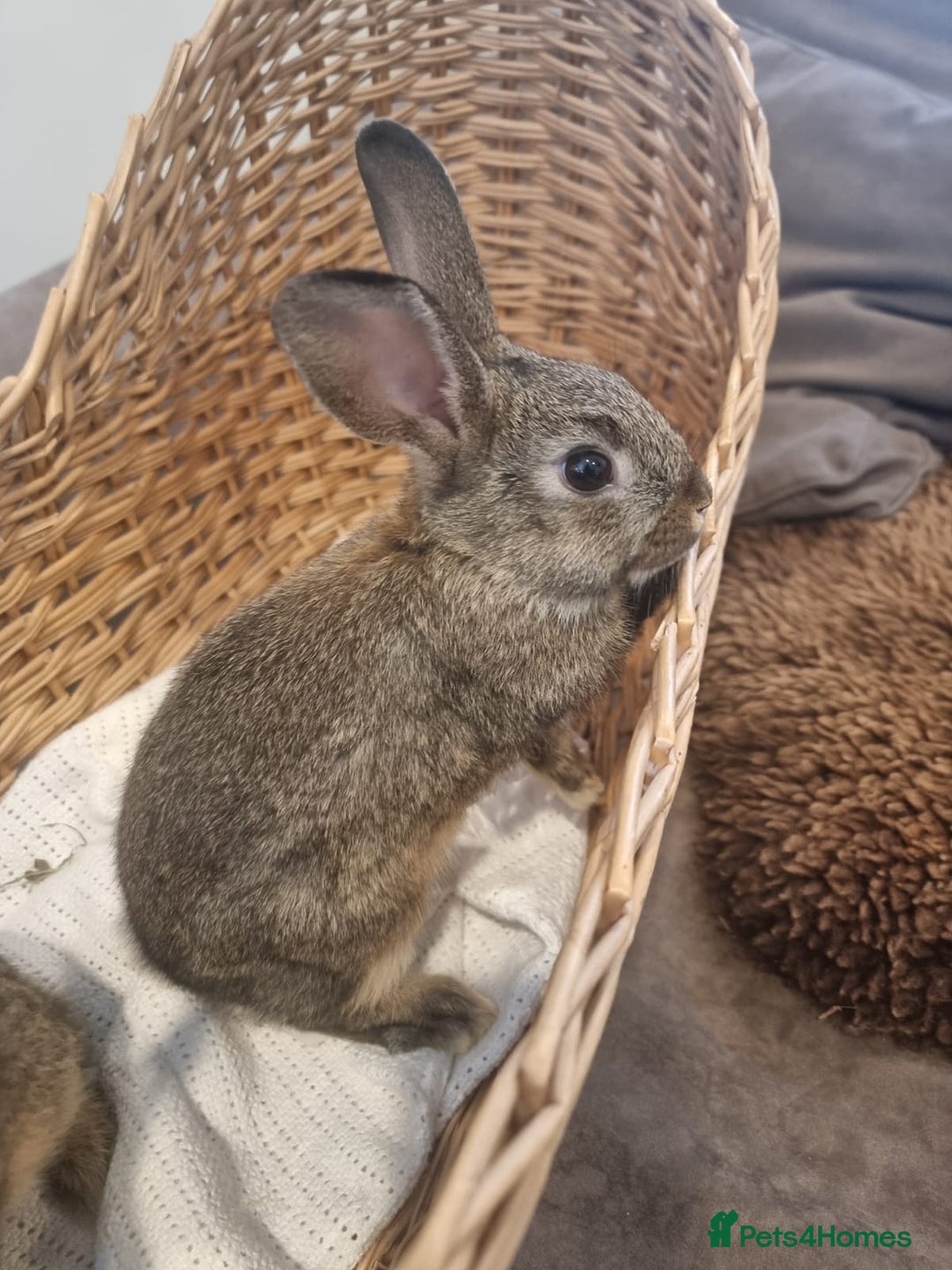 Rex rabbits for sale: Peter Rabbit baby bunnies - Image 2