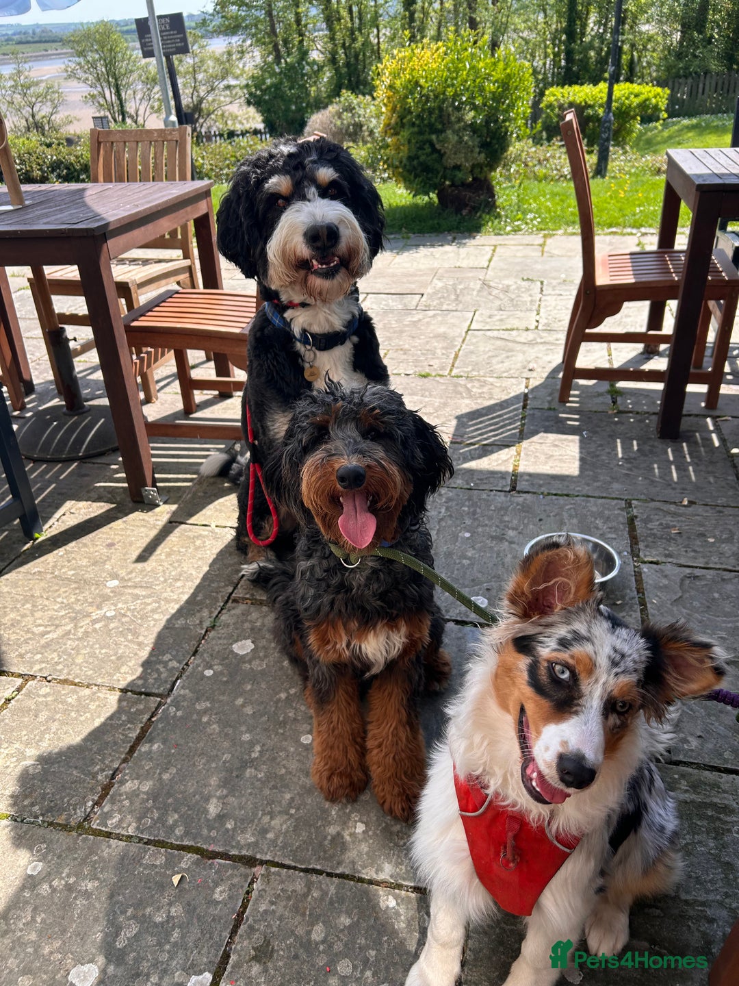 Bernedoodle dogs for sale: Curtabemdoodles Bernedoodles  - Image 33