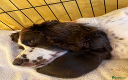 Sprocker dogs for sale: Beautiful Chocolate Sprocker Spaniels! - Image 4