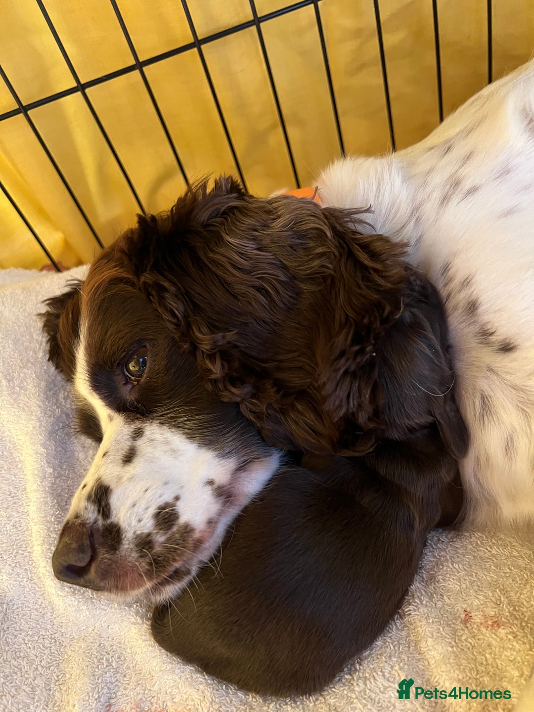 Sprocker dogs for sale: Beautiful Chocolate Sprocker Spaniels! - Image 4
