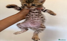 Bengal cats for stud: Snow bengal and Brown bengal for stud - Image 5