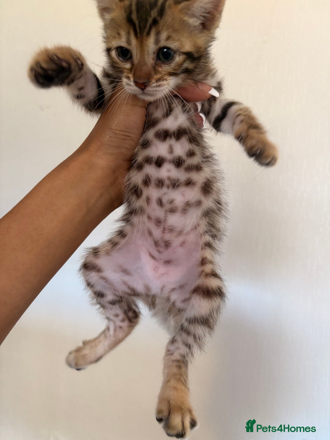 Bengal cats for stud: Snow bengal and Brown bengal for stud - Image 5