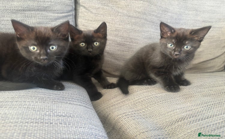 Mixed Breed cats - Advert 2