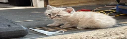 Bengal cats for sale: Snow Bengals Female + Male Available 27th March - Advert 9