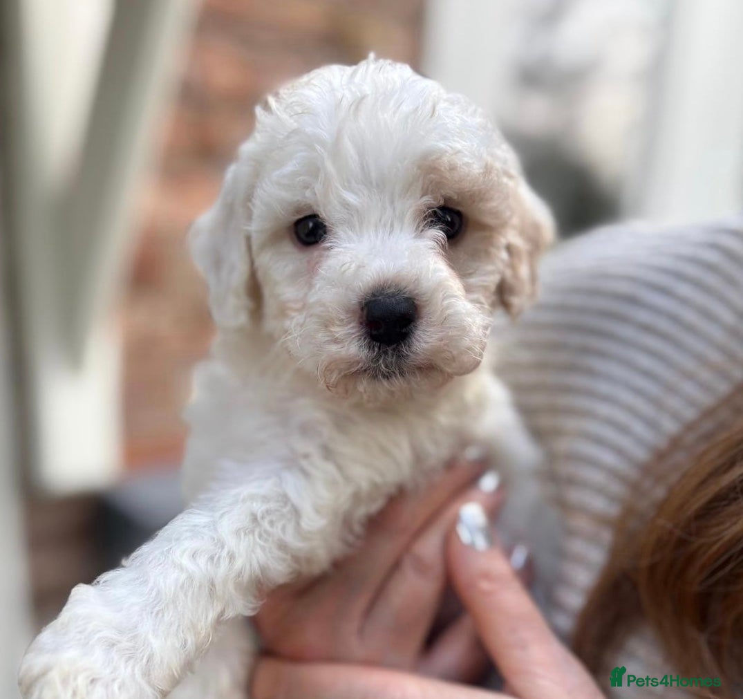 Cockapoo dogs 💛*COCKERPOO’S READY NOW in Cheshire*💛🏡 - Advert 12