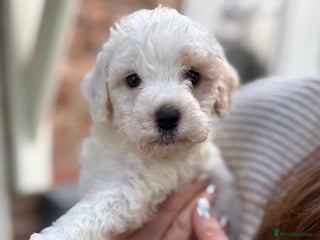 Cockapoo dogs 💛*COCKERPOO’S READY NOW in Cheshire*💛🏡 - Advert 12