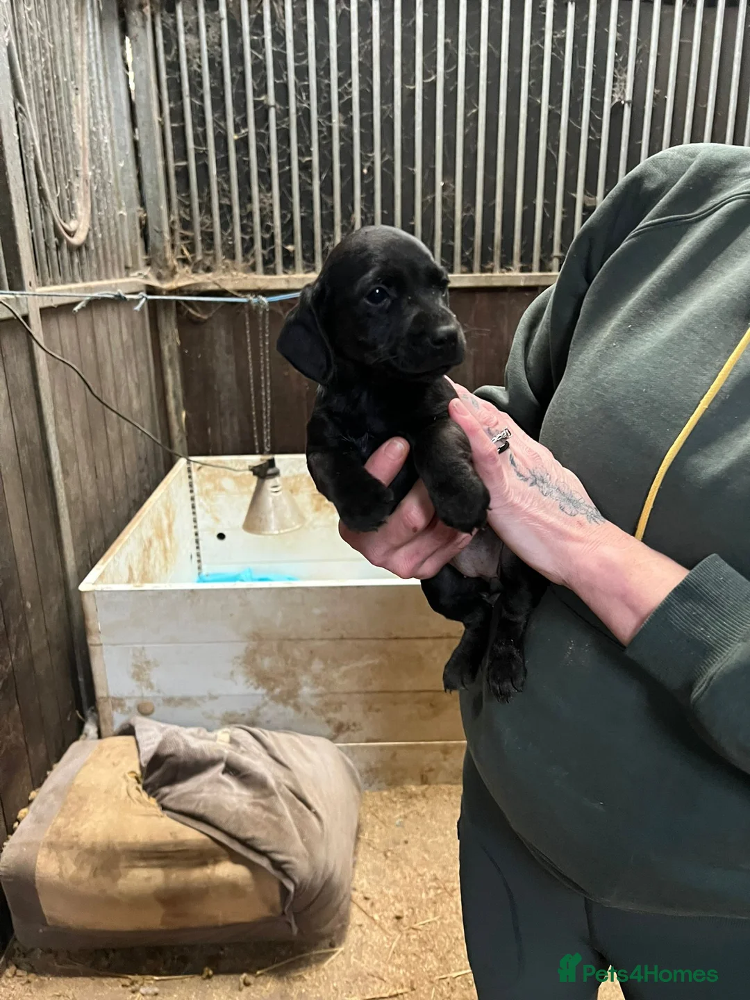 Mixed Breed dogs for sale: Cocker x Terrier puppies - Advert 6